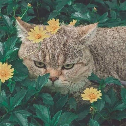 Mewmew