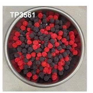 Gốc khuất cuộc đời