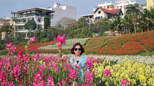 Hoa Mai